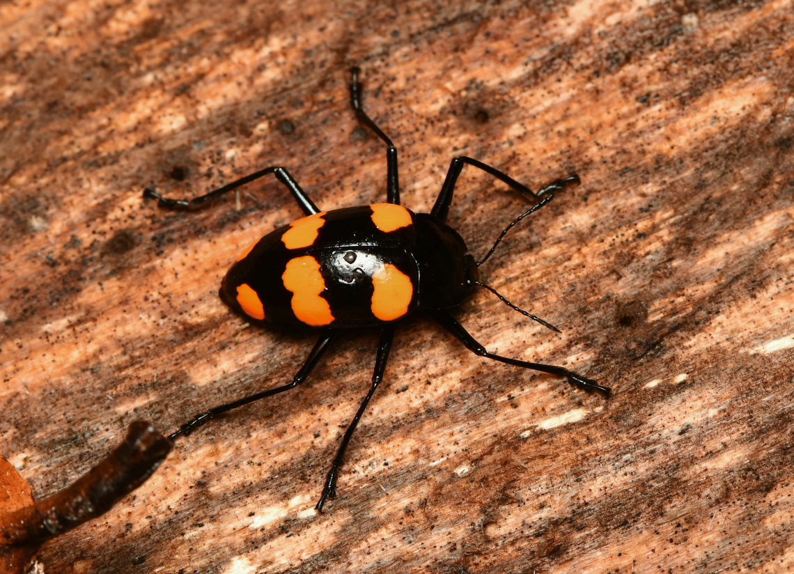 Scaphidomorphus bosci, Mocagua, Colombia  Colombia,Colombia 2024,Geotagged,Leticia,Scaphidomorphus bosci,South America,Spring,World