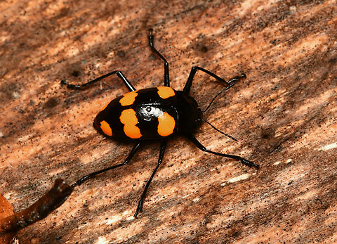 Scaphidomorphus bosci, Mocagua, Colombia  Colombia,Colombia 2024,Geotagged,Leticia,Scaphidomorphus bosci,South America,Spring,World