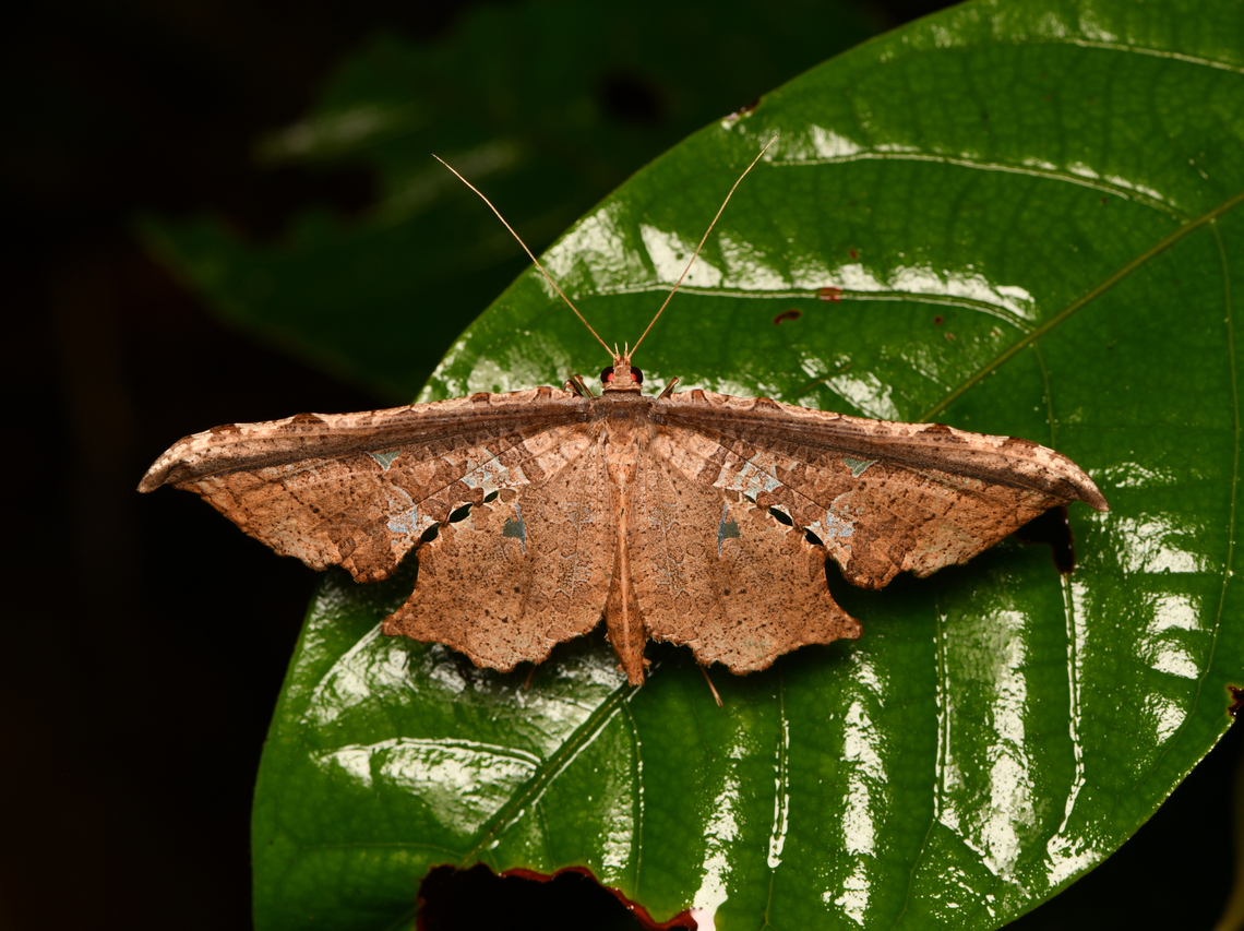 Unknown moth, Mocagua, Colombia  Colombia,Colombia 2024,Geotagged,Leticia,South America,Spring,World