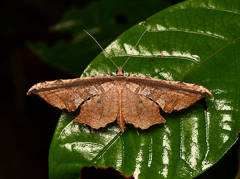 Unknown moth, Mocagua, Colombia  Colombia,Colombia 2024,Geotagged,Leticia,South America,Spring,World