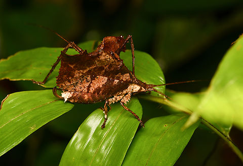 Typophyllum morrisi, Mocagua, Colombia  Colombia,Colombia 2024,Geotagged,Leticia,South America,Spring,Typophyllum morrisi,World