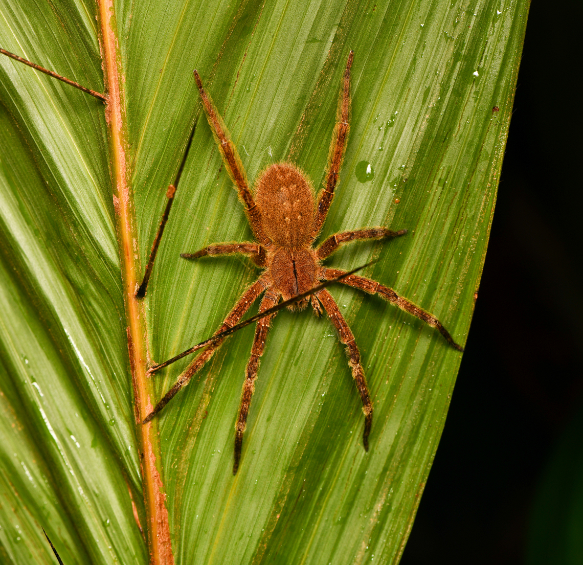 Ancylometes rufus, Mitu, Colombia  Ancylometes rufus,Colombia,Colombia 2024,Fall,Geotagged,Mitú,South America,World