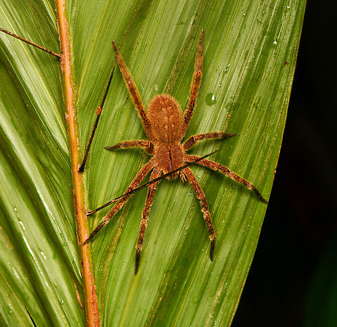 Ancylometes rufus, Mitu, Colombia  Ancylometes rufus,Colombia,Colombia 2024,Fall,Geotagged,Mitú,South America,World
