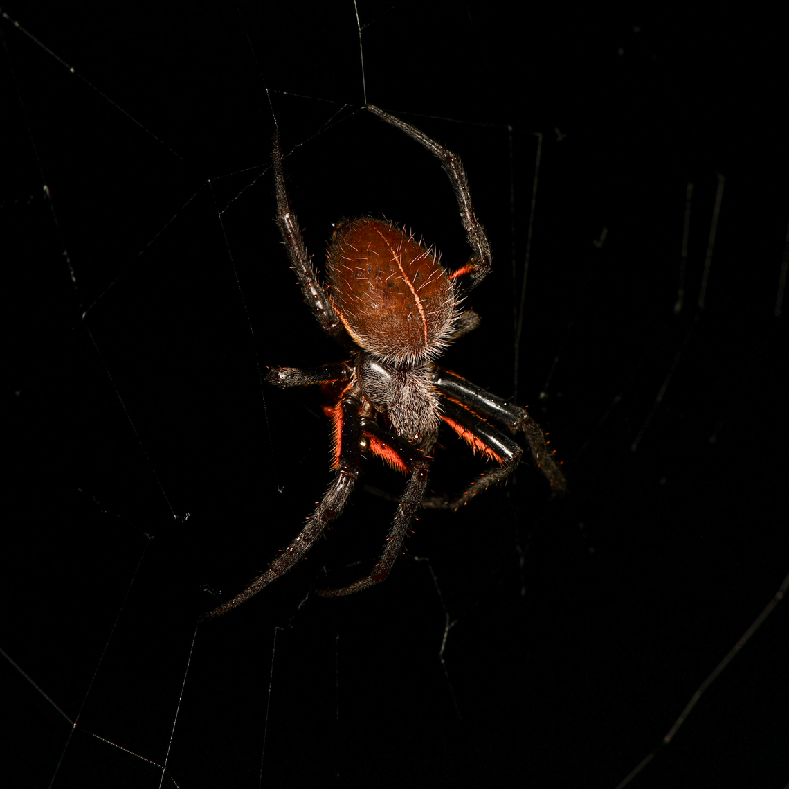 Eriophora fuliginea, Mitu, Colombia  Colombia,Colombia 2024,Eriophora fuliginea,Fall,Geotagged,Mitú,South America,World