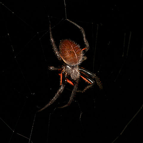 Eriophora fuliginea, Mitu, Colombia  Colombia,Colombia 2024,Eriophora fuliginea,Fall,Geotagged,Mitú,South America,World
