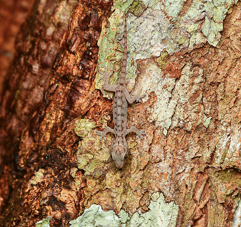 Tropical house gecko, Mitu, Colombia Presumed. Introduced. Colombia,Colombia 2024,Fall,Geotagged,Hemidactylus mabouia,Mit&uacute;,South America,Tropical house gecko,World