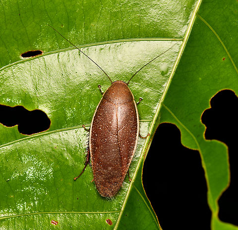 Cockroach, Mitu, Colombia Epilamprinae. Colombia,Colombia 2024,Fall,Geotagged,Mitú,South America,World