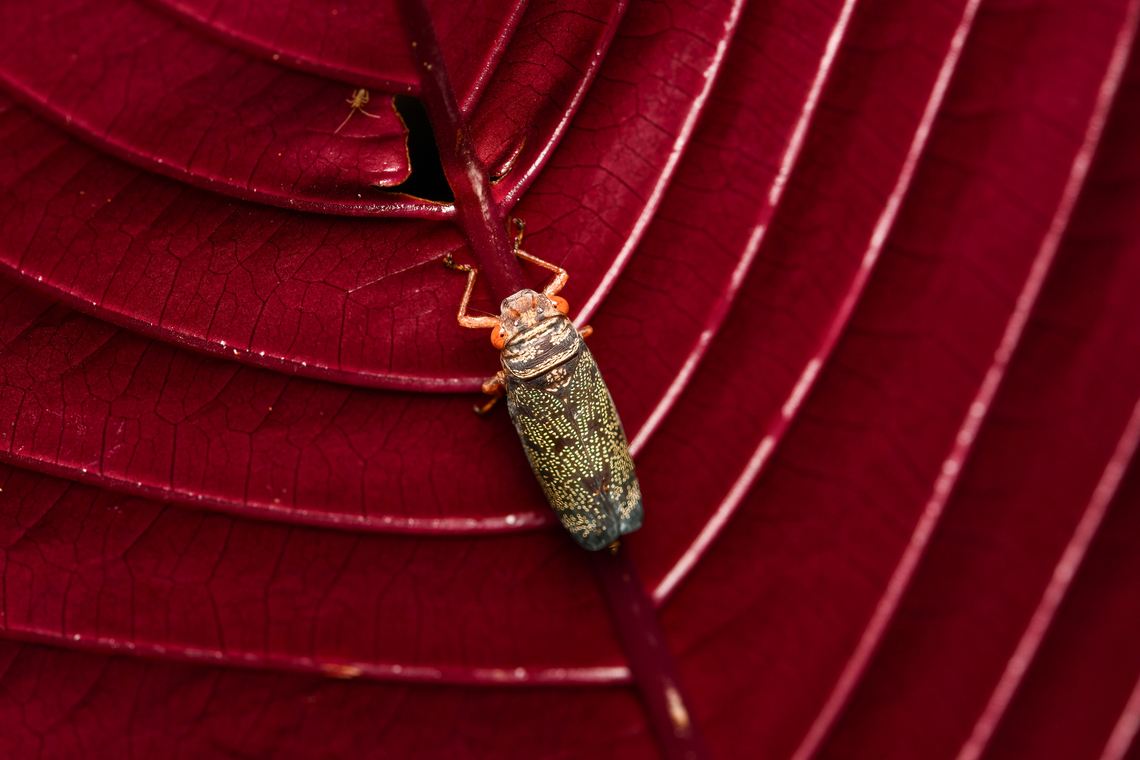 Unknown hopper, Mitu, Colombia A sharpshooter, I think. Colombia,Colombia 2024,Fall,Geotagged,Mit&uacute;,South America,World