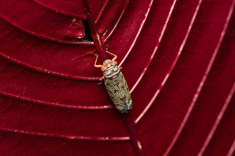 Unknown hopper, Mitu, Colombia A sharpshooter, I think. Colombia,Colombia 2024,Fall,Geotagged,Mit&uacute;,South America,World