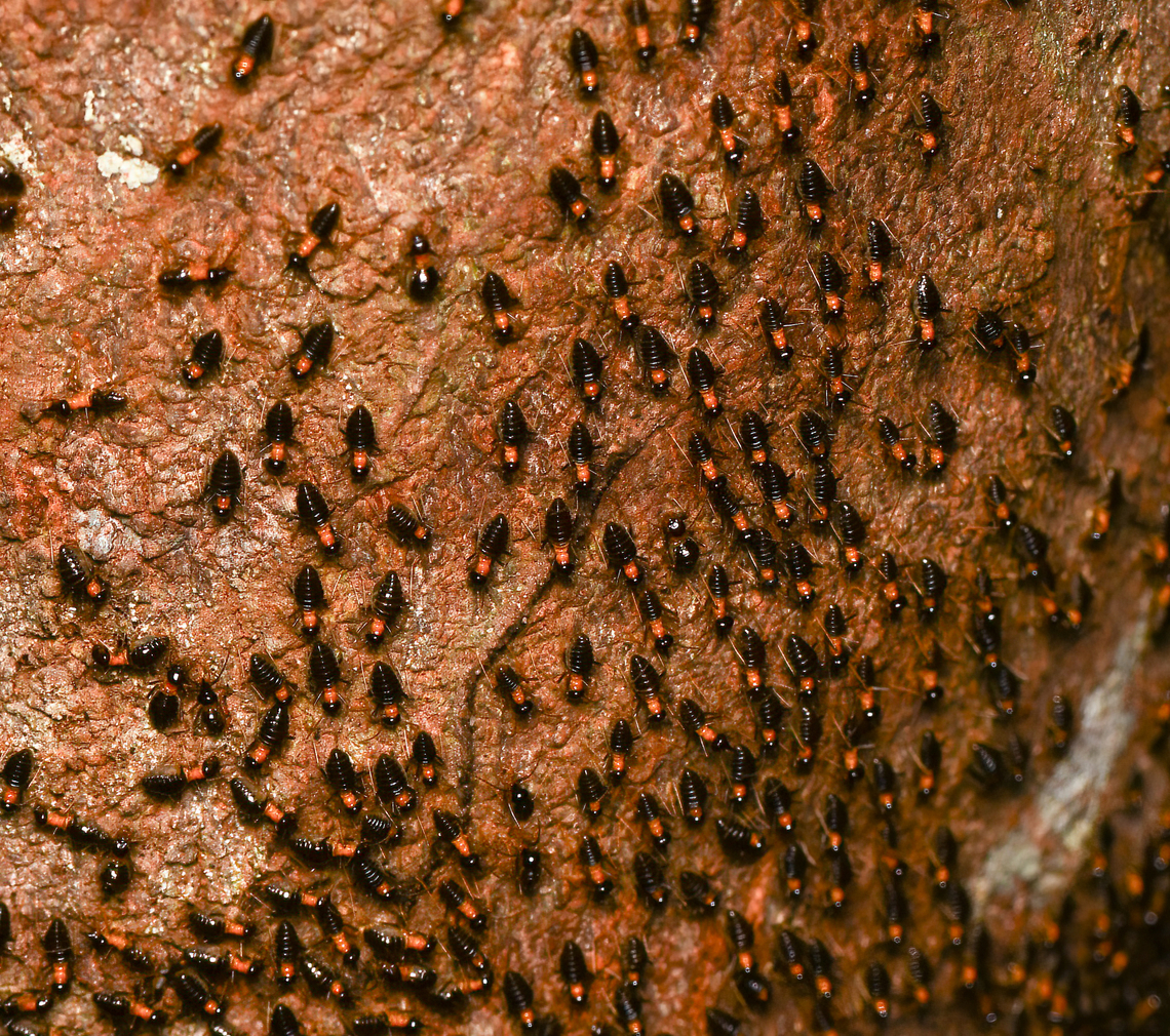 Constrictotermes cavifrons, Mitu, Colombia <figure class="photo"><a href="https://www.jungledragon.com/image/168527/constrictotermes_cavifrons_mitu_colombia.html" title="Constrictotermes cavifrons, Mitu, Colombia"><img src="https://s3.amazonaws.com/media.jungledragon.com/images/2/168527_thumb.jpg?AWSAccessKeyId=05GMT0V3GWVNE7GGM1R2&Expires=1759968010&Signature=vKR8uEWIJMDlECY0lnUysH7bhY4%3D" width="148" height="152" alt="Constrictotermes cavifrons, Mitu, Colombia https://www.jungledragon.com/image/168526/constrictotermes_cavifrons_mitu_colombia.html Colombia,Colombia 2024,Constrictotermes cavifrons,Fall,Geotagged,Mit&uacute;,South America,World" /></a></figure> Colombia,Colombia 2024,Constrictotermes cavifrons,Fall,Geotagged,Mitú,South America,World
