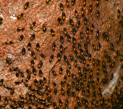 Constrictotermes cavifrons, Mitu, Colombia https://www.jungledragon.com/image/168527/constrictotermes_cavifrons_mitu_colombia.html Colombia,Colombia 2024,Constrictotermes cavifrons,Fall,Geotagged,Mitú,South America,World