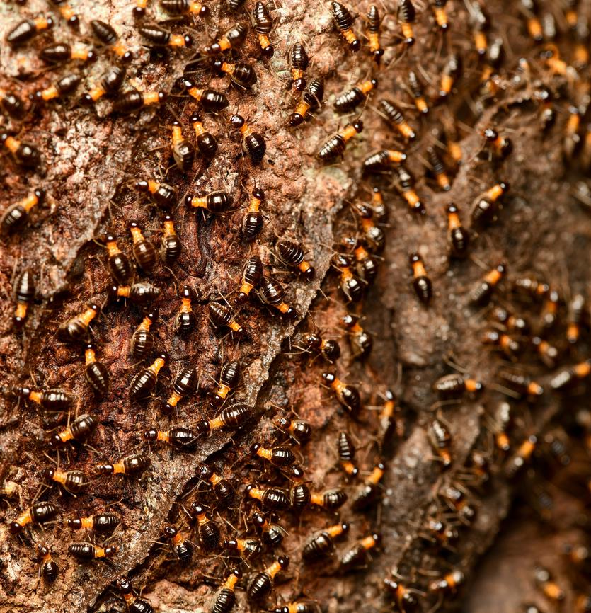 Constrictotermes cavifrons, Mitu, Colombia <figure class="photo"><a href="https://www.jungledragon.com/image/168526/constrictotermes_cavifrons_mitu_colombia.html" title="Constrictotermes cavifrons, Mitu, Colombia"><img src="https://s3.amazonaws.com/media.jungledragon.com/images/2/168526_thumb.jpg?AWSAccessKeyId=05GMT0V3GWVNE7GGM1R2&Expires=1759968010&Signature=Rrm30ZZ2EtDtfW%2FNMDCD4NgbmQ0%3D" width="200" height="178" alt="Constrictotermes cavifrons, Mitu, Colombia https://www.jungledragon.com/image/168527/constrictotermes_cavifrons_mitu_colombia.html Colombia,Colombia 2024,Constrictotermes cavifrons,Fall,Geotagged,Mit&uacute;,South America,World" /></a></figure> Colombia,Colombia 2024,Constrictotermes cavifrons,Fall,Geotagged,Mitú,South America,World