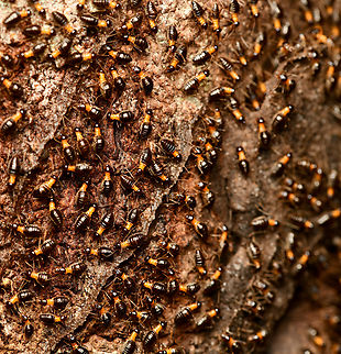 Constrictotermes cavifrons, Mitu, Colombia https://www.jungledragon.com/image/168526/constrictotermes_cavifrons_mitu_colombia.html Colombia,Colombia 2024,Constrictotermes cavifrons,Fall,Geotagged,Mit&uacute;,South America,World