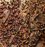 Constrictotermes cavifrons, Mitu, Colombia https://www.jungledragon.com/image/168526/constrictotermes_cavifrons_mitu_colombia.html Colombia,Colombia 2024,Constrictotermes cavifrons,Fall,Geotagged,Mit&uacute;,South America,World