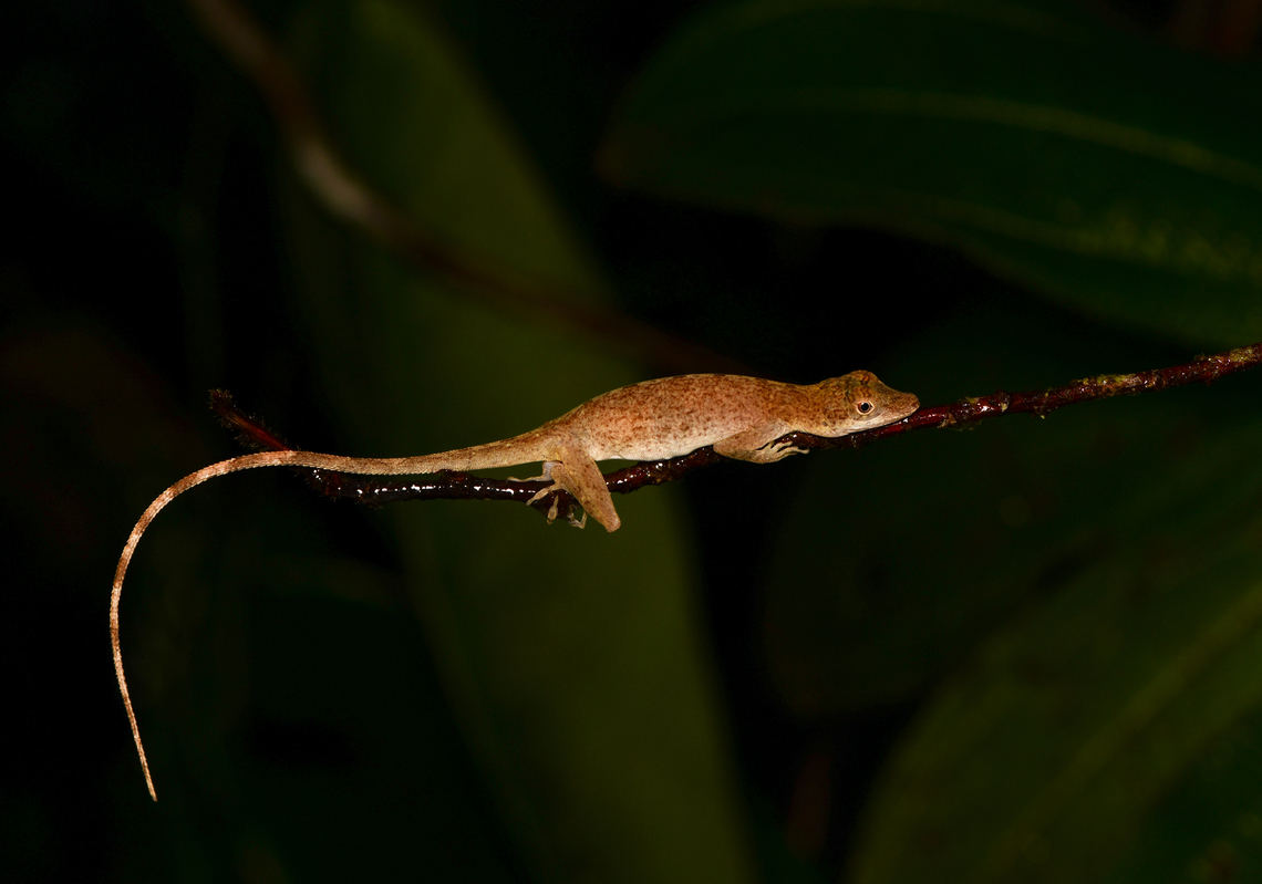Anolis fuscoauratus, Mitu, Colombia  Anolis fuscoauratus,Brown-eared Anole,Colombia,Colombia 2024,Fall,Geotagged,Mit&uacute;,South America,World