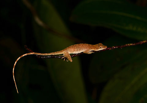 Anolis fuscoauratus, Mitu, Colombia  Anolis fuscoauratus,Brown-eared Anole,Colombia,Colombia 2024,Fall,Geotagged,Mitú,South America,World