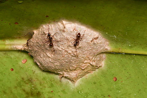 Camponotus chartifex, Mitu, Colombia Identified by Alex Wild ( https://www.alexanderwild.com/ )
More info on this obscure species:
https://ants.biology.utah.edu/genera/camponotus/species/chartifex/chartifex.html Camponotus chartifex,Colombia,Colombia 2024,Fall,Geotagged,Mitú,South America,World