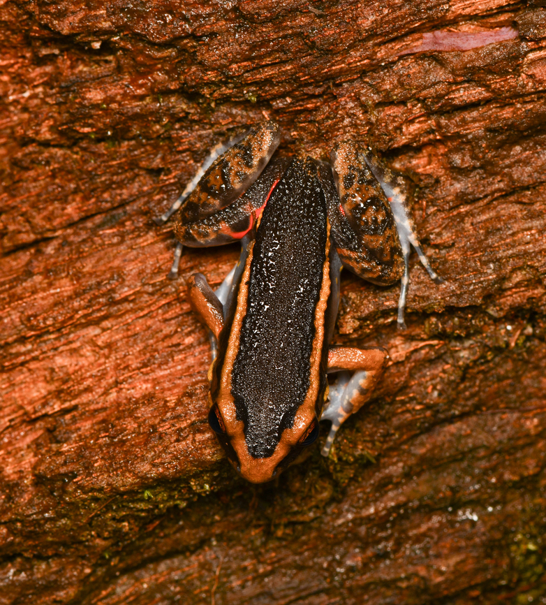 Lithodytes lineatus, Mitu, Colombia  Colombia,Colombia 2024,Fall,Geotagged,Lithodytes lineatus,Mitú,Painted Antnest Frog,South America,World