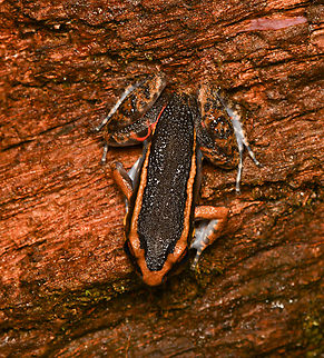 Lithodytes lineatus, Mitu, Colombia  Colombia,Colombia 2024,Fall,Geotagged,Lithodytes lineatus,Mit&uacute;,Painted Antnest Frog,South America,World