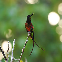 Fiery Topaz, Mitu, Colombia The male of the Fiery Topaz, a large, gorgeous and unmistakable hummingbird. We found it at the same location as my predecessor DR_M_Z who first posted it on this website: Mitú, Vaupés at the bridge to Comunidad Tukano Santa Cruz.<br />
https://www.jungledragon.com/image/168547/fiery_topaz_calling_mitu_colombia.html Colombia,Colombia 2024,Fall,Fiery topaz,Geotagged,Mitú,South America,Topaza pyra,World