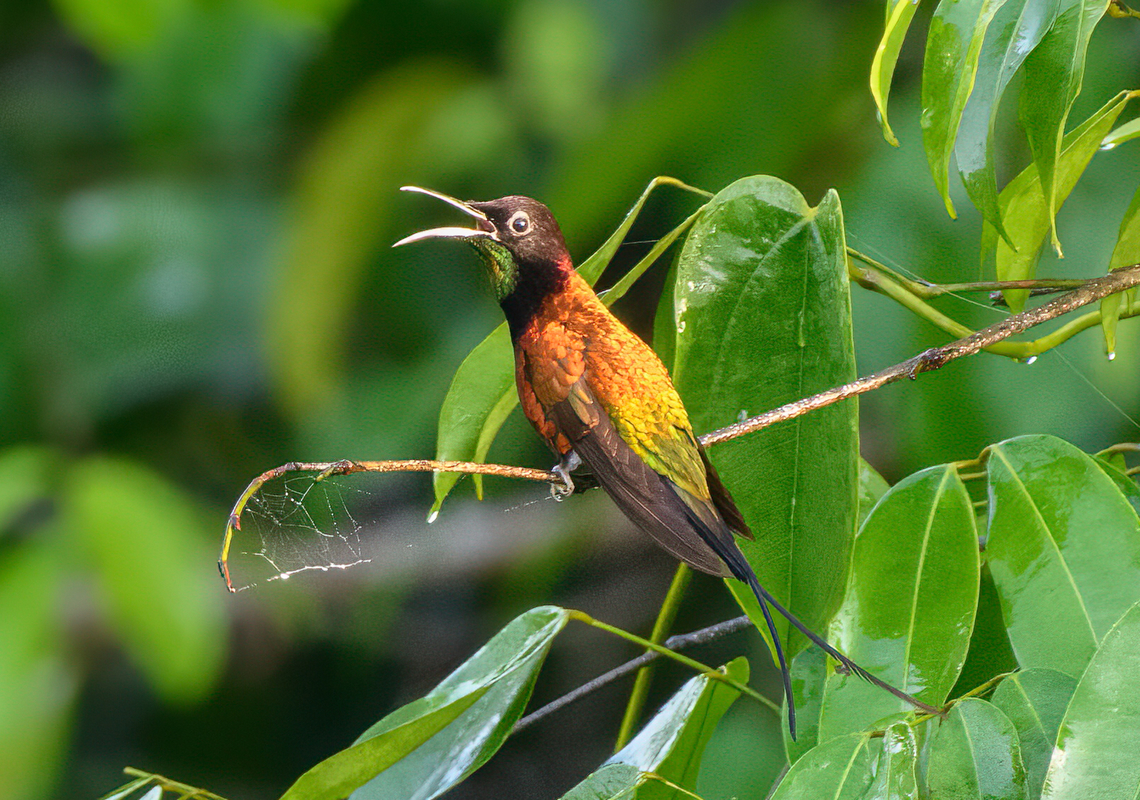 Fiery Topaz calling, Mitu, Colombia The male of the Fiery Topaz, a large, gorgeous and unmistakable hummingbird. We found it at the same location as my predecessor DR_M_Z who first posted it on this website: Mit&uacute;, Vaup&eacute;s at the bridge to Comunidad Tukano Santa Cruz.<br />
<figure class="photo"><a href="https://www.jungledragon.com/image/168546/fiery_topaz_mitu_colombia.html" title="Fiery Topaz, Mitu, Colombia"><img src="https://s3.amazonaws.com/media.jungledragon.com/images/2/168546_thumb.jpg?AWSAccessKeyId=05GMT0V3GWVNE7GGM1R2&Expires=1759968010&Signature=K939cIyxFWbdz%2FrWOA%2F%2B2Q5H340%3D" width="200" height="200" alt="Fiery Topaz, Mitu, Colombia The male of the Fiery Topaz, a large, gorgeous and unmistakable hummingbird. We found it at the same location as my predecessor DR_M_Z who first posted it on this website: Mit&uacute;, Vaup&eacute;s at the bridge to Comunidad Tukano Santa Cruz.<br />
https://www.jungledragon.com/image/168547/fiery_topaz_calling_mitu_colombia.html Colombia,Colombia 2024,Fall,Fiery topaz,Geotagged,Mit&uacute;,South America,Topaza pyra,World" /></a></figure> Colombia,Colombia 2024,Fall,Fiery Topaz,Geotagged,Mitú,South America,Topaza pyra,World