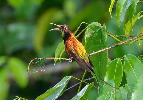 Fiery Topaz calling, Mitu, Colombia The male of the Fiery Topaz, a large, gorgeous and unmistakable hummingbird. We found it at the same location as my predecessor DR_M_Z who first posted it on this website: Mitú, Vaupés at the bridge to Comunidad Tukano Santa Cruz.
https://www.jungledragon.com/image/168546/fiery_topaz_mitu_colombia.html Colombia,Colombia 2024,Fall,Fiery Topaz,Geotagged,Mitú,South America,Topaza pyra,World
