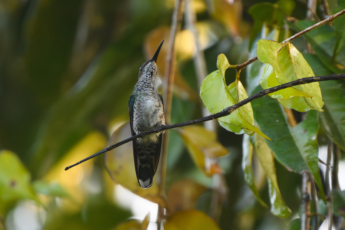 Grey-breasted Sabrewing, Mitu, Colombia  Campylopterus largipennis,Colombia,Colombia 2024,Fall,Geotagged,Grey-breasted sabrewing,Mitú,South America,World
