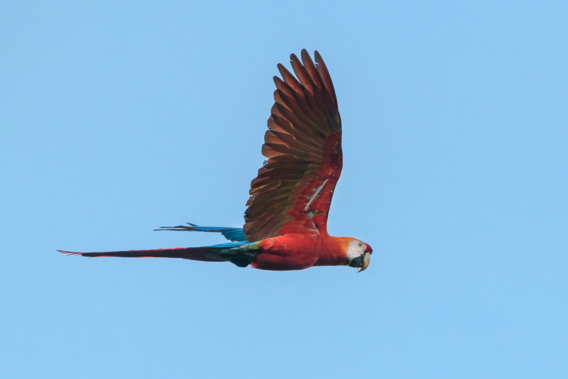 Scarlet Macaw in flight, Mitu, Colombia  Ara macao,Colombia,Colombia 2024,Fall,Geotagged,Mitú,Scarlet macaw,South America,World