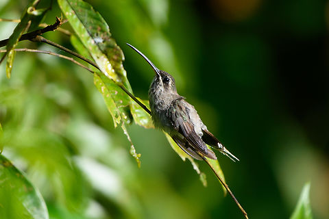 Great-billed Hermit, Mitu, Colombia  Colombia,Colombia 2024,Fall,Geotagged,Great-billed hermit,Mit&uacute;,Phaethornis malaris,South America,World