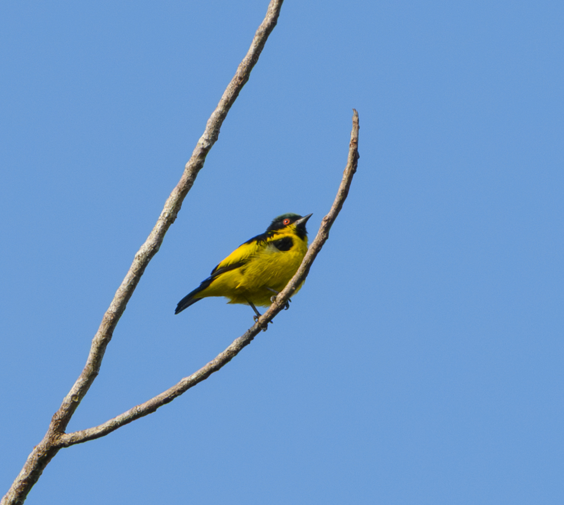 Yellow-bellied Dacnis, Mitu, Colombia  Colombia,Colombia 2024,Dacnis flaviventer,Fall,Geotagged,Mitú,South America,World,Yellow-bellied dacnis