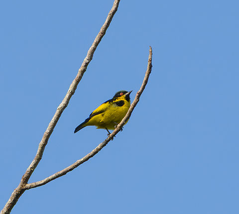 Yellow-bellied Dacnis, Mitu, Colombia  Colombia,Colombia 2024,Dacnis flaviventer,Fall,Geotagged,Mitú,South America,World,Yellow-bellied dacnis