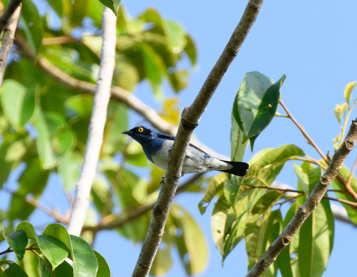 White-bellied Dacnis, Mitu, Colombia Video by our guide Manuel Espejo:<br />
<section class="video"><iframe width="448" height="282" src="https://www.youtube-nocookie.com/embed/-ek-CB8ZrDQ?hd=1&autoplay=0&rel=0" frameborder="0" allowfullscreen></iframe></section> Colombia,Colombia 2024,Dacnis albiventris,Fall,Geotagged,Mit&uacute;,South America,White-bellied dacnis,World