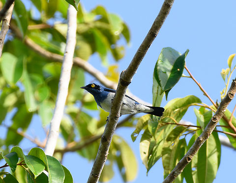 White-bellied Dacnis, Mitu, Colombia Video by our guide Manuel Espejo:
https://www.youtube.com/watch?v=-ek-CB8ZrDQ Colombia,Colombia 2024,Dacnis albiventris,Fall,Geotagged,Mitú,South America,White-bellied dacnis,World