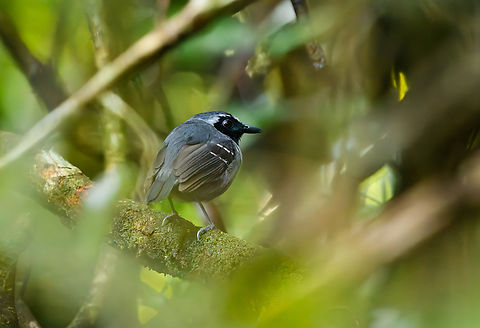 Black-faced Antbird, Mitu, Colombia  Black-faced antbird,Colombia,Colombia 2024,Fall,Geotagged,Mitú,Myrmoborus myotherinus,South America,World