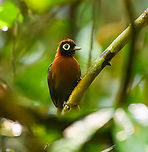 Chestnut-crested Antbird, Mitu, Colombia (photo is a bit crap due to the heavy noise reduction I had to do)<br />
By many considered to be the #1 bird of Mitu. It has very specific habitat requirements and is uncommon to see.<br />
https://www.jungledragon.com/image/168604/chestnut-crested_antbird_mitu_colombia.html Chestnut-crested Antbird,Colombia,Colombia 2024,Fall,Geotagged,Mitú,Rhegmatorhina cristata,South America,World