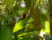 Chestnut-crested Antbird, Mitu, Colombia By many considered to be the #1 bird of Mitu. It has very specific habitat requirements and is uncommon to see.<br />
https://www.jungledragon.com/image/168603/chestnut-crested_antbird_mitu_colombia.html Chestnut-crested antbird,Colombia,Colombia 2024,Fall,Geotagged,Mitú,Rhegmatorhina cristata,South America,World