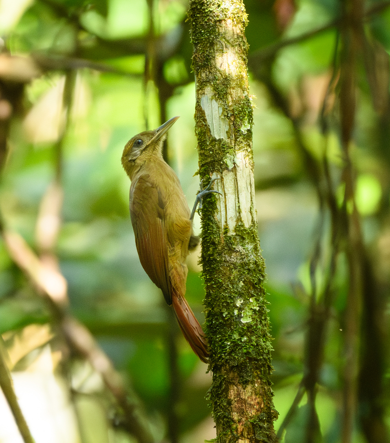 Plain-brown Woodcreeper, Mitu, Colombia  Colombia,Colombia 2024,Dendrocincla fuliginosa,Fall,Geotagged,Mit&uacute;,Plain-brown woodcreeper,South America,World