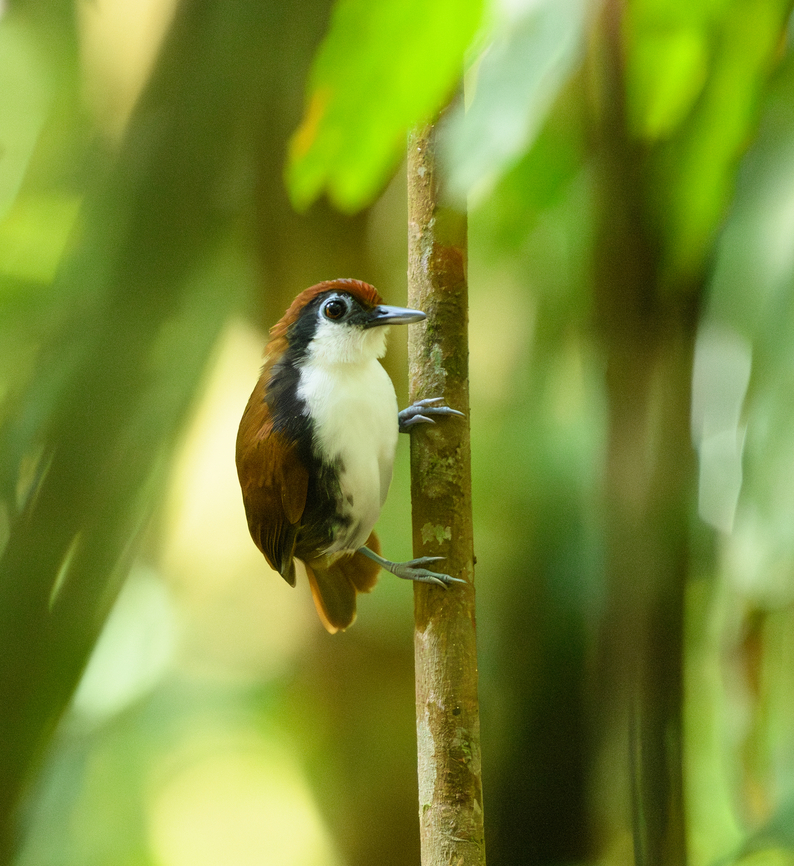 White-cheeked Antbird, Mitu, Colombia  Colombia,Colombia 2024,Fall,Geotagged,Gymnopithys leucaspis,Mit&uacute;,South America,White-cheeked antbird,World