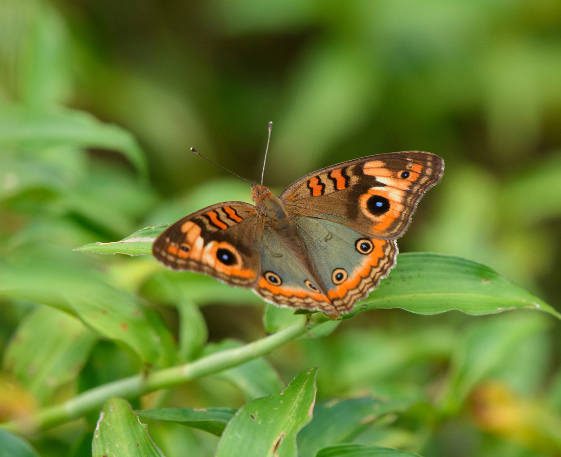 Junonia evarete, Mitu, Colombia  Colombia,Colombia 2024,Fall,Geotagged,Junonia evarete,Mit&uacute;,South America,West Indian buckeye,World