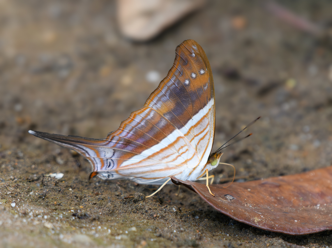Many-banded Daggerwing, Mitu, Colombia <figure class="photo"><a href="https://www.jungledragon.com/image/168611/many-banded_daggerwing_mitu_colombia.html" title="Many-banded Daggerwing, Mitu, Colombia"><img src="https://s3.amazonaws.com/media.jungledragon.com/images/2/168611_thumb.jpg?AWSAccessKeyId=05GMT0V3GWVNE7GGM1R2&Expires=1759968010&Signature=67R2TkyJ%2B1aDOb6sTYfARUAEiAk%3D" width="200" height="146" alt="Many-banded Daggerwing, Mitu, Colombia https://www.jungledragon.com/image/168608/many-banded_daggerwing_mitu_colombia.html Colombia,Colombia 2024,Fall,Geotagged,Many-banded Daggerwing,Marpesia chiron,Mit&uacute;,South America,World" /></a></figure> Colombia,Colombia 2024,Fall,Geotagged,Many-banded daggerwing,Marpesia chiron,Mitú,South America,World