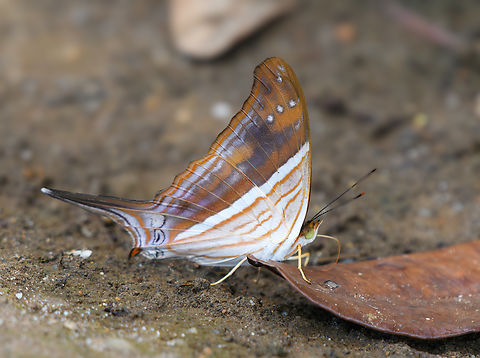 Many-banded Daggerwing, Mitu, Colombia https://www.jungledragon.com/image/168611/many-banded_daggerwing_mitu_colombia.html Colombia,Colombia 2024,Fall,Geotagged,Many-banded daggerwing,Marpesia chiron,Mit&uacute;,South America,World