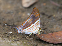 Many-banded Daggerwing, Mitu, Colombia https://www.jungledragon.com/image/168611/many-banded_daggerwing_mitu_colombia.html Colombia,Colombia 2024,Fall,Geotagged,Many-banded daggerwing,Marpesia chiron,Mitú,South America,World