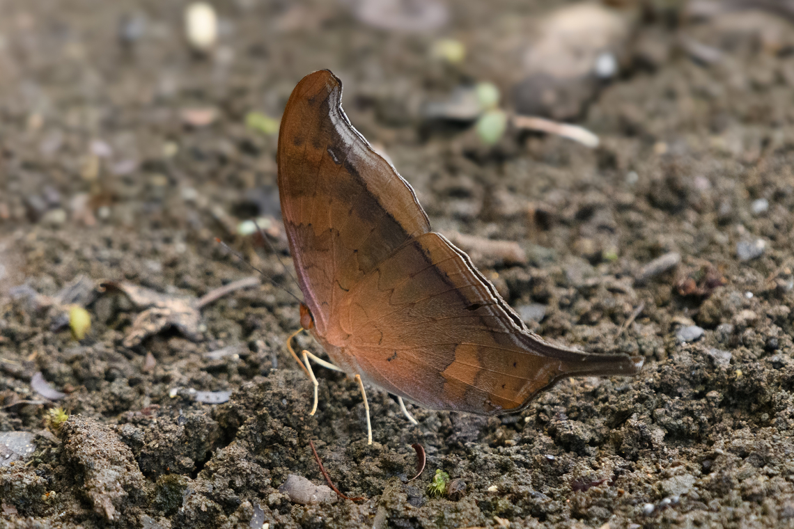 Sunset Daggerwing, Mitu, Colombia  Colombia,Colombia 2024,Fall,Geotagged,Marpesia furcula,Mit&uacute;,South America,Sunset daggerwing,World