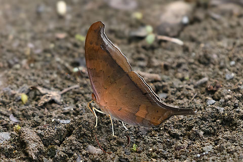 Sunset Daggerwing, Mitu, Colombia  Colombia,Colombia 2024,Fall,Geotagged,Marpesia furcula,Mit&uacute;,South America,Sunset daggerwing,World