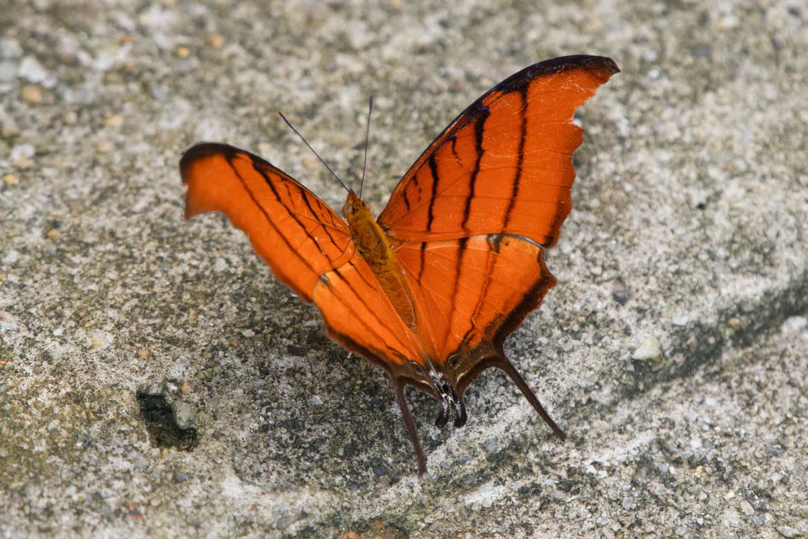Ruddy Daggerwing, Mitu, Colombia  Colombia,Colombia 2024,Fall,Geotagged,Marpesia petreus,Mitú,Ruddy daggerwing,South America,World