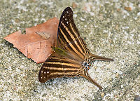 Many-banded Daggerwing, Mitu, Colombia https://www.jungledragon.com/image/168608/many-banded_daggerwing_mitu_colombia.html Colombia,Colombia 2024,Fall,Geotagged,Many-banded Daggerwing,Marpesia chiron,Mitú,South America,World