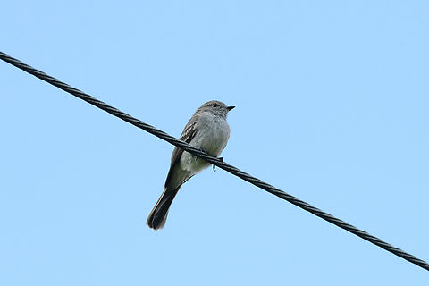 Amazonian Scrub Flycatcher, Mitu, Colombia  Amazonian scrub flycatcher,Colombia,Colombia 2024,Fall,Geotagged,Mit&uacute;,South America,Sublegatus obscurior,World