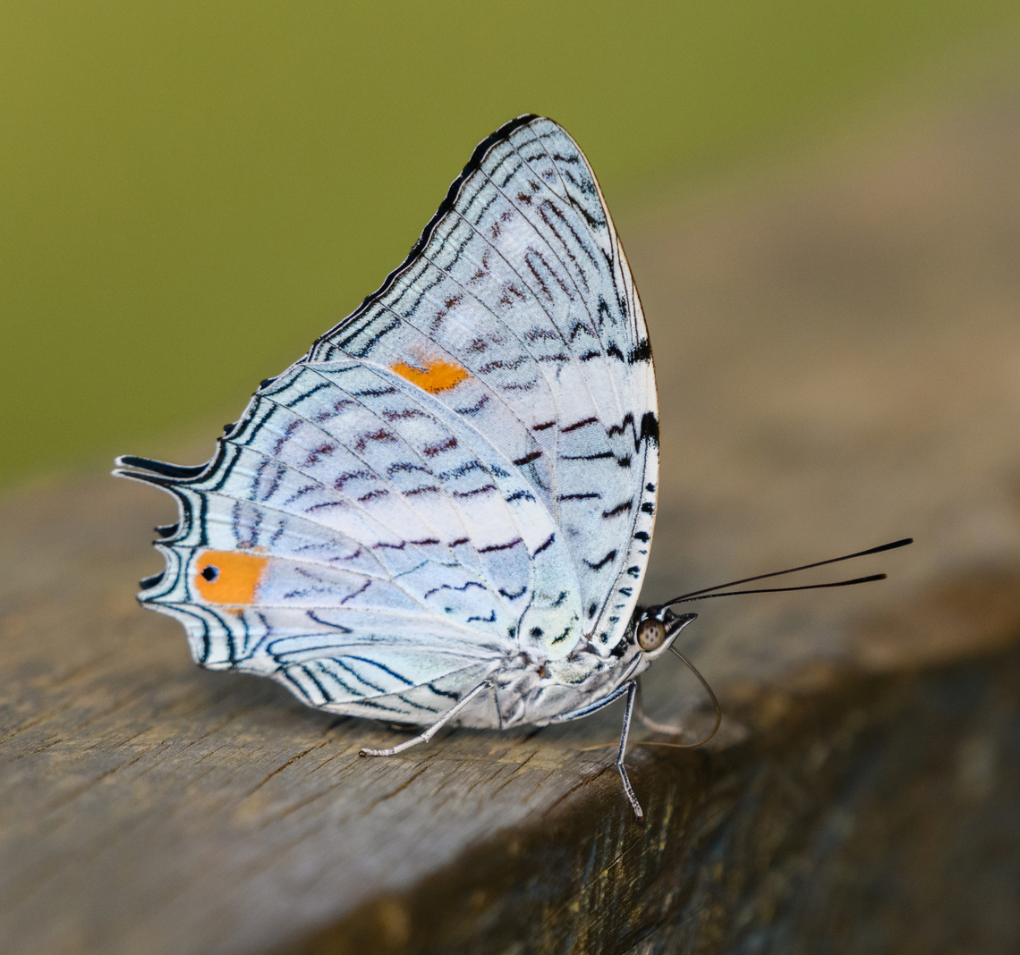Baeotus japetus, Mitu, Colombia  Baeotus japetus,Colombia,Colombia 2024,Fall,Geotagged,Mit&uacute;,South America,World