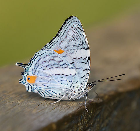 Baeotus japetus, Mitu, Colombia  Baeotus japetus,Colombia,Colombia 2024,Fall,Geotagged,Mit&uacute;,South America,World