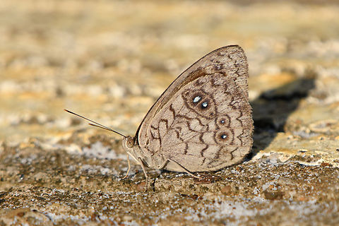 Eunica clytia, Mitu, Colombia  Colombia,Colombia 2024,Eunica clytia,Fall,Geotagged,Mit&uacute;,Sandbar Purplewing,South America,World